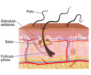 Corte transversal de la piel donde se observa la dermis y la epidermis.